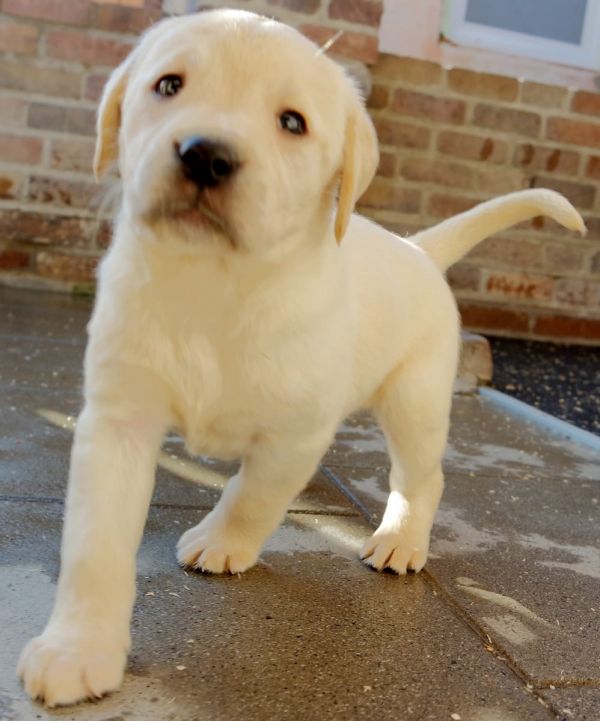 Adorabili cuccioli di LABRADOR (gratis)