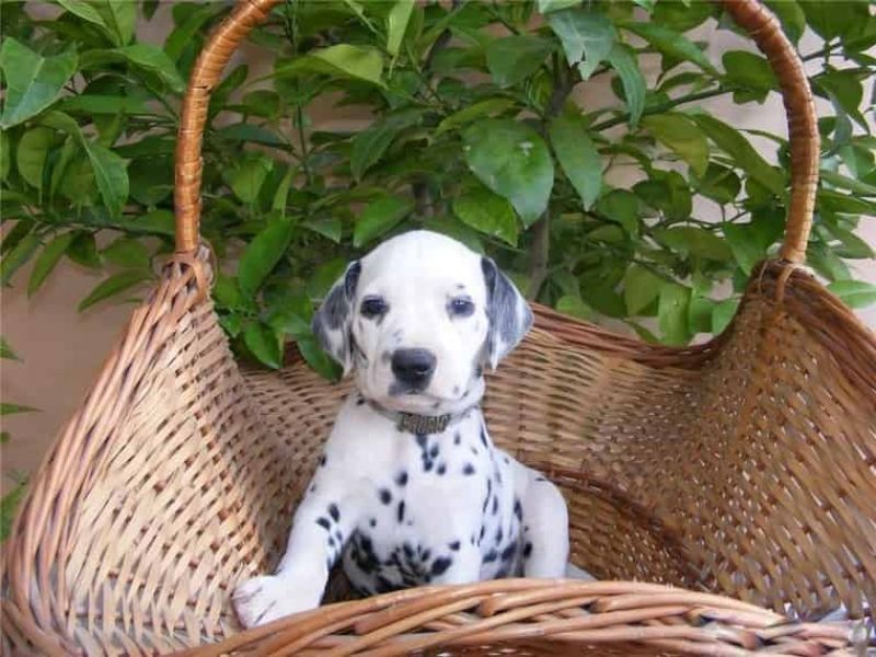 Regalo abbiamo cuccioli di dalmata