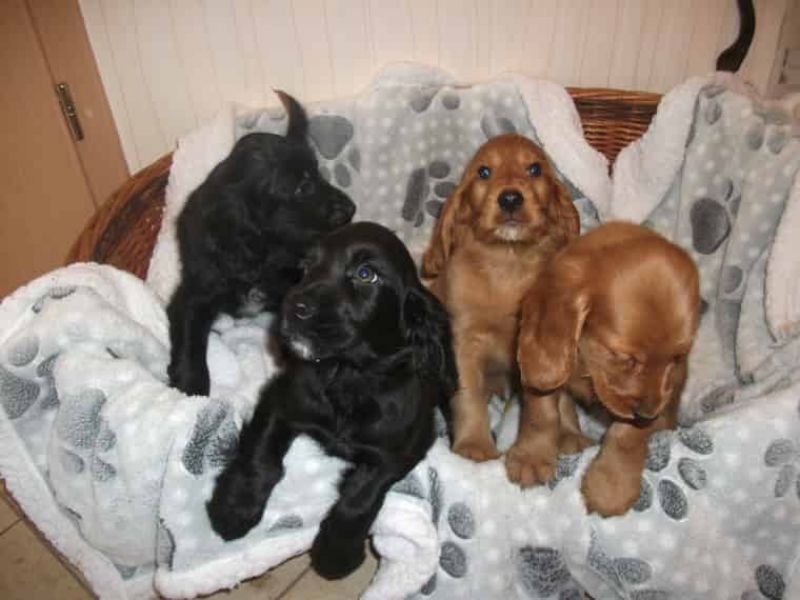  Regalo bambini cocker spaniel cuccioli