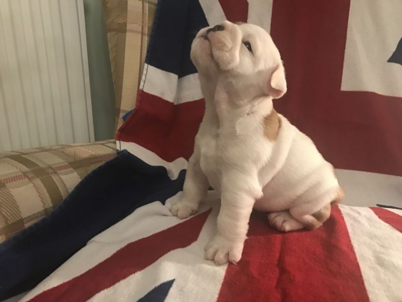 Bella Bulldog inglese cuccioli