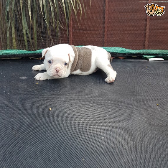 Regalo Bulldog inglese cuccioli disponibili