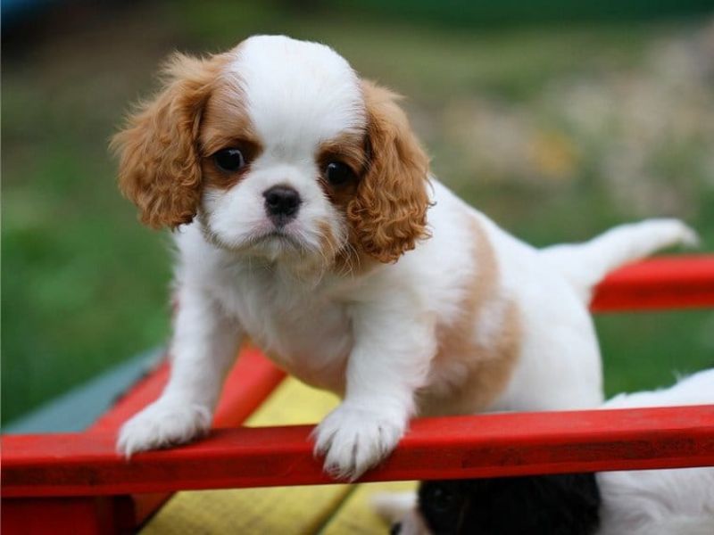  cuccioli di cavalier king femminucce e maschietti per l'adozione 