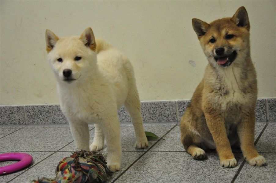 Cuccioli di shiba-inu  ( Gratis )