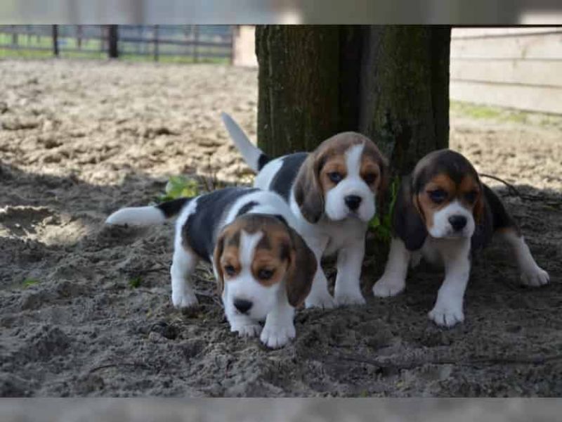  Regalo Beagle MERAVIGLIOSI
