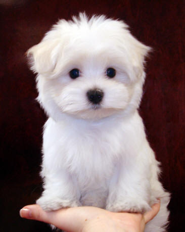  Regalo cuccioli di maltese per l'adozione