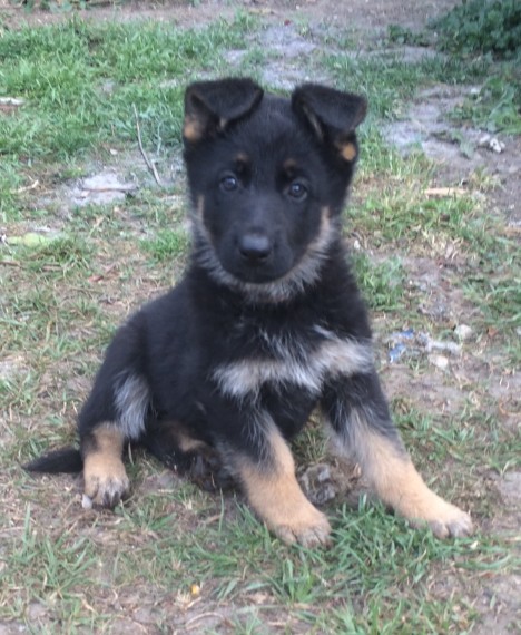  REGALO Cuccioli pastore tedesco