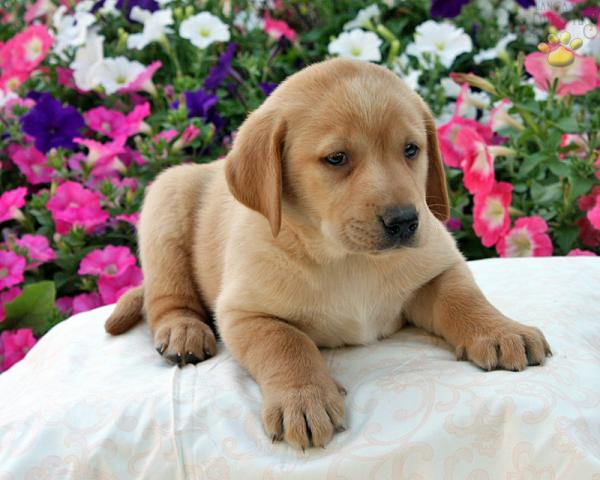 Fantastici cuccioli di labrador in regalo