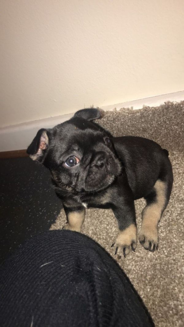  Regalo Cuccioli di Cane a Bulldog Francese