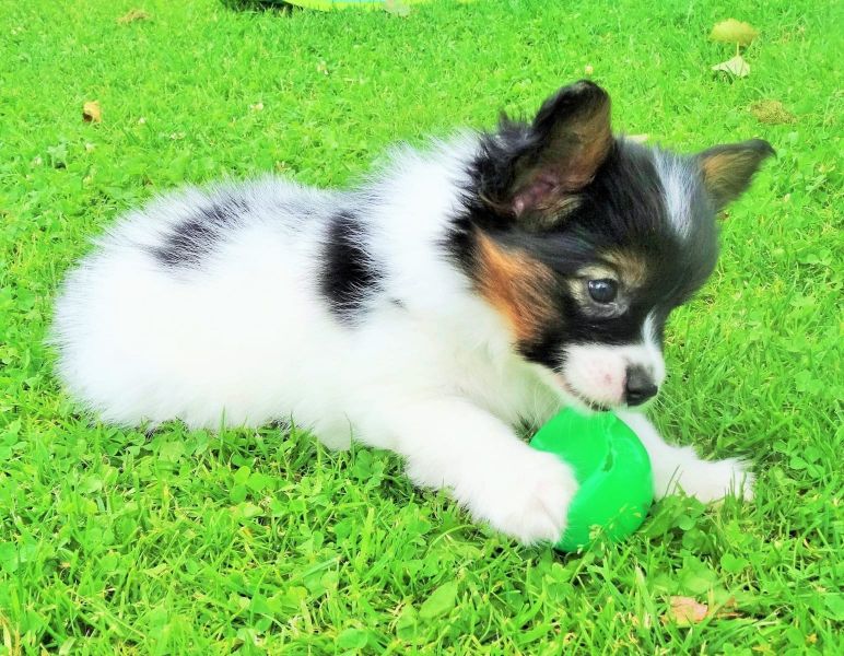 Cuccioli di papillon  ( Gratis )