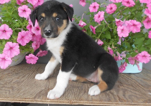  adorabili cuccioli di border collie femminucce e maschietti disponibili