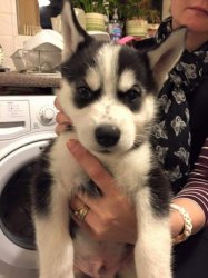 Regalo Cuccioli Siberian Husky 