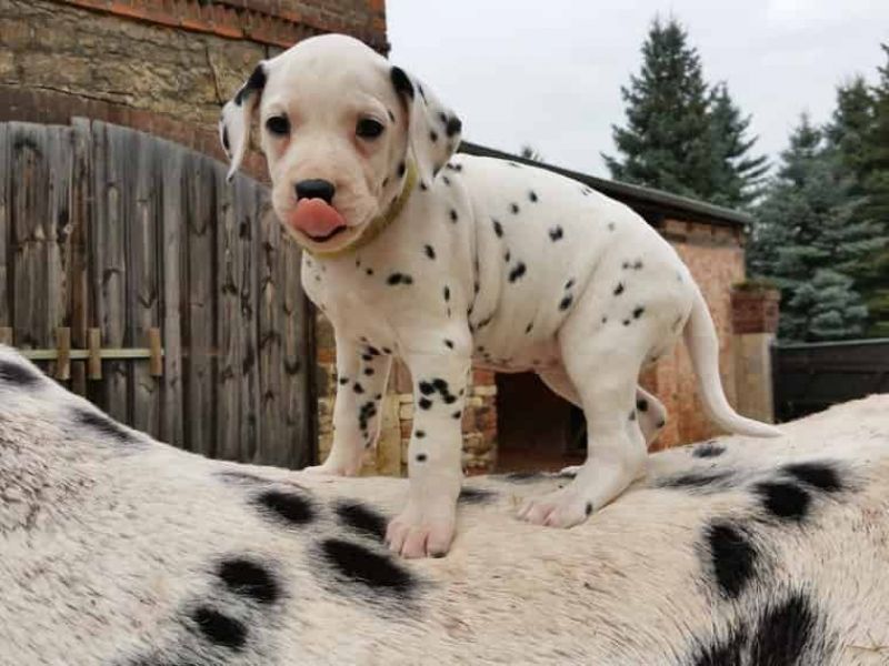 Regalo abbiamo cuccioli di dalmata