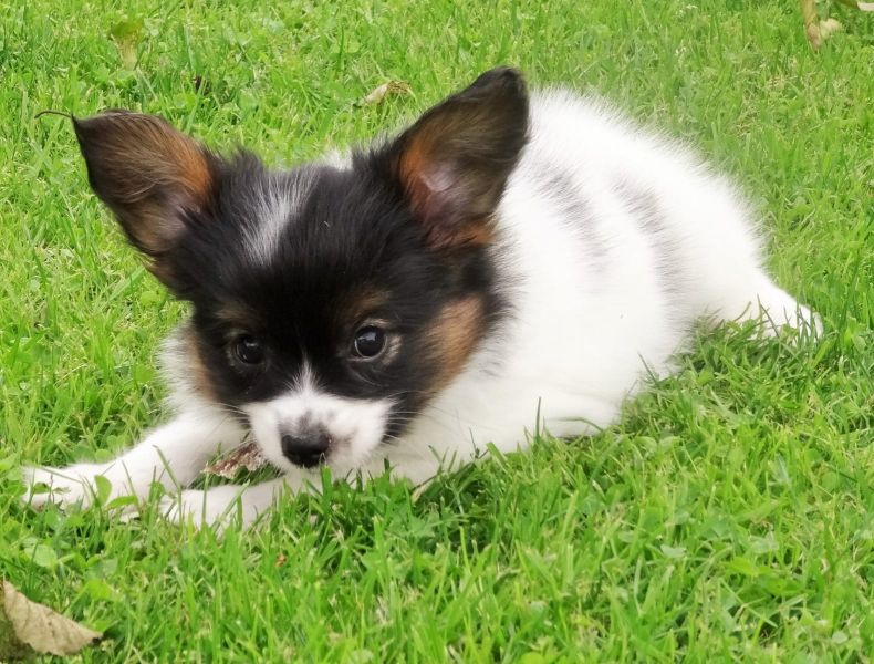 Cuccioli di papillon  ( Gratis )