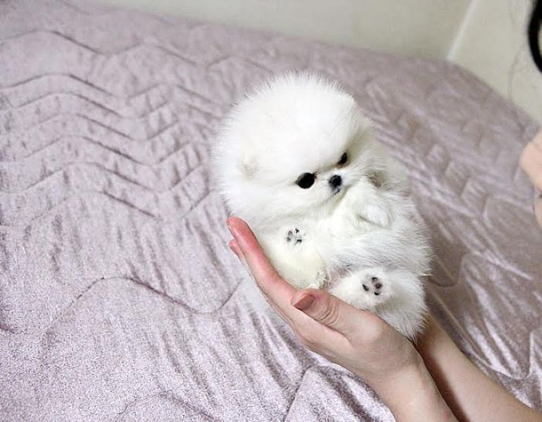  Volpino di pomerania