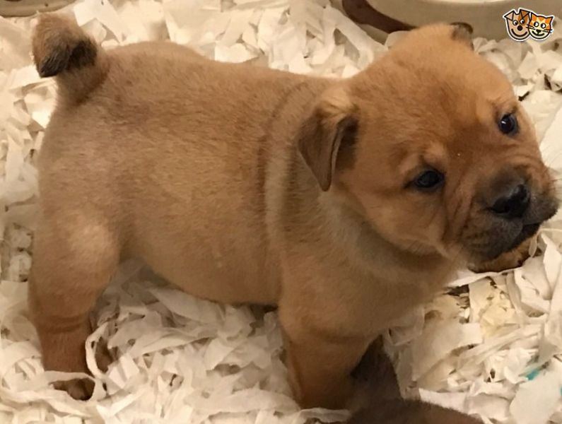 Adorabili cuccioli di chow chow femminucce e maschietti disponibili