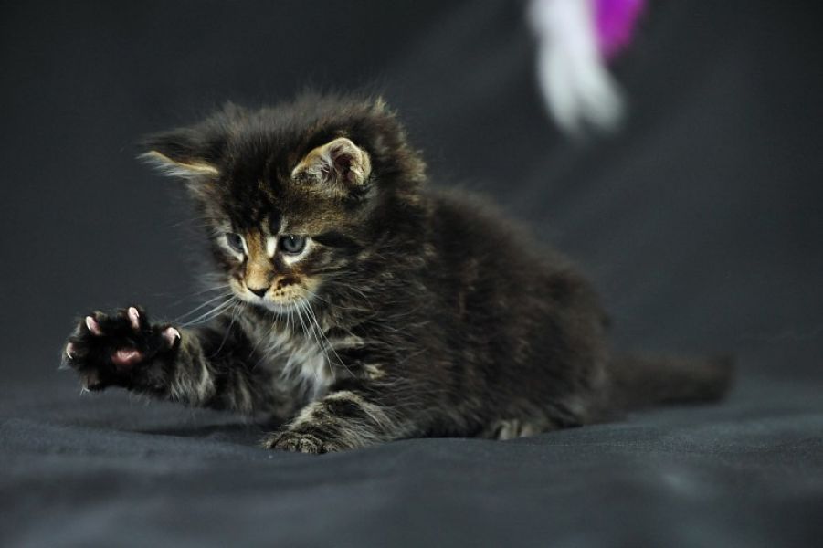  Maine coon gattino disponibile
