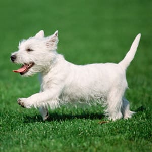 Bella e sani cuccioli di West highland per adozione (gratis) 