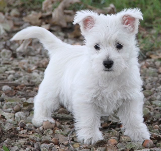  Regalo adorabili cuccioli West highland terrier bianco