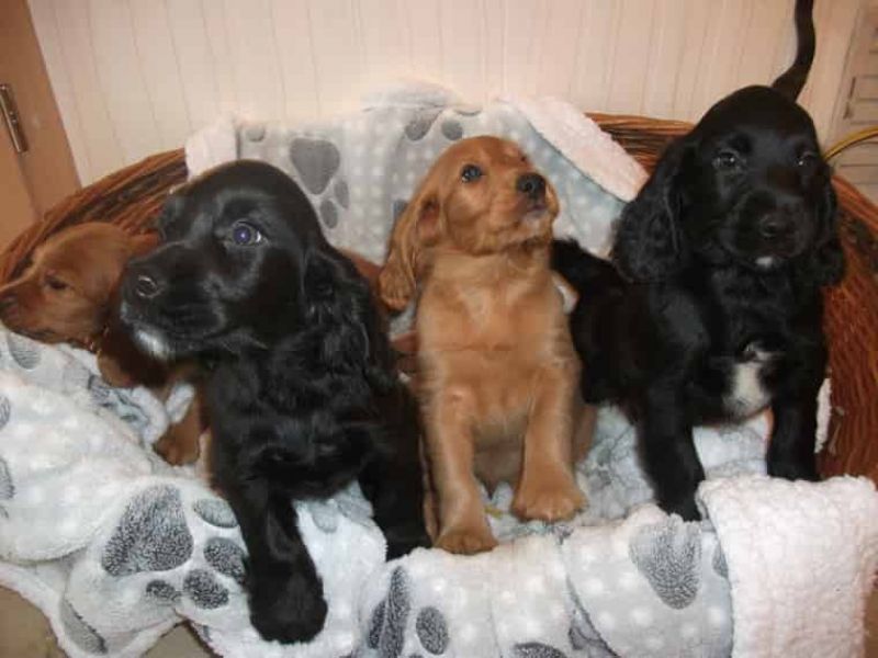  Regalo bambini cocker spaniel cuccioli