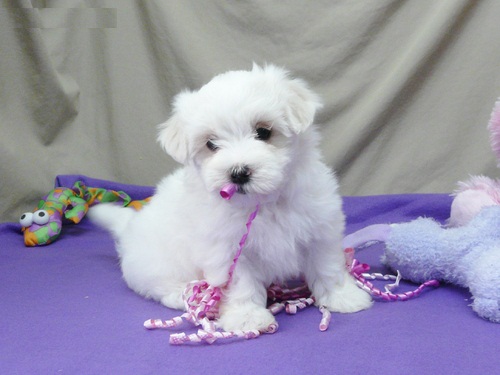  REGALO Dolci cuccioli Maltese per l'adozione