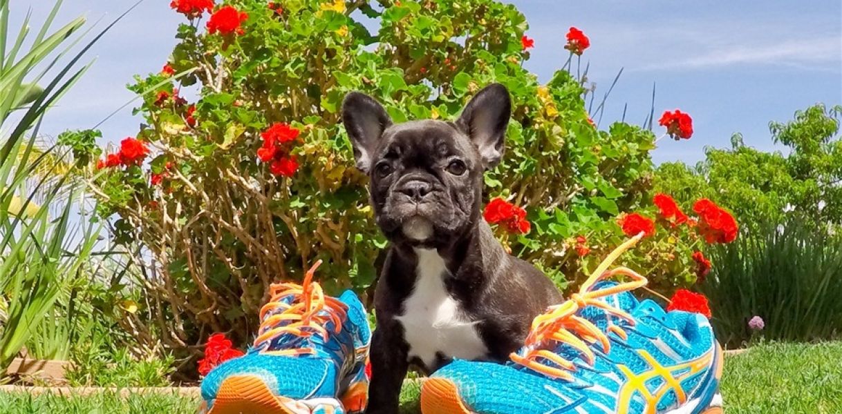 REGALO Cuccioli di Bulldog Francese