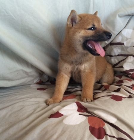 Cuccioli di shiba-inu  ( Gratis )