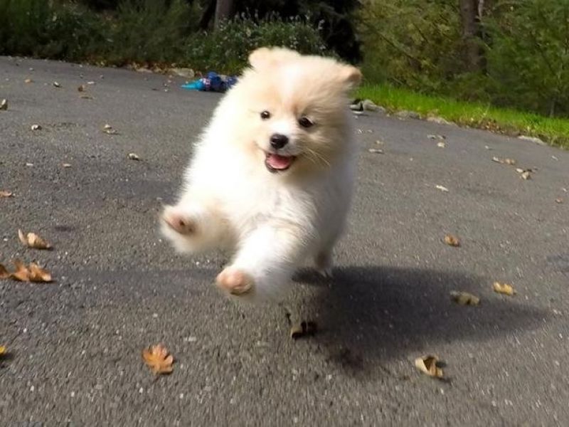 Belle Pomerania cuccioli