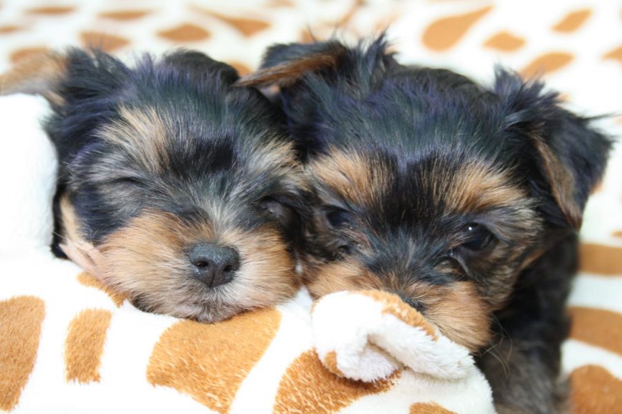 Bella e sani cuccioli di YORKSHIRE per adozione (gratis)