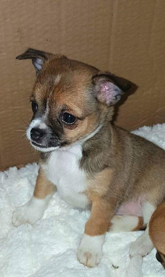  Regalo Jack Russell Terrier
