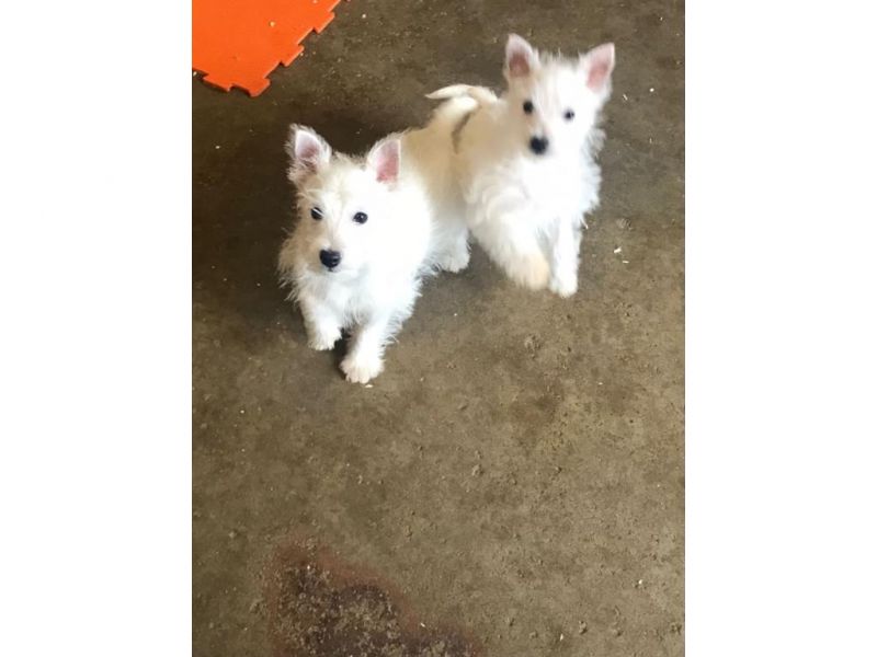 Cuccioli di West Highland Terrier.
