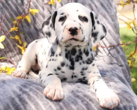 Dalmata cuccioli introvabili cuccioli di Dalmata albicoca intelligenti e dolcissimi attaccati al pad
