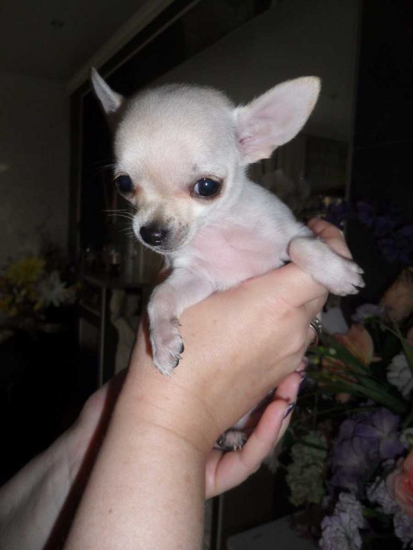 Chihuahua cuccioliato disponibili