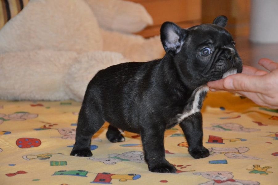 Bella e sani cuccioli di Bulldog Francese per adozione (gratis)