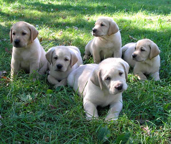 Bello Labrador , Maschio e femmina,in regalo