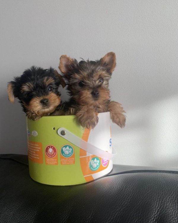 REGALO di Toy Yorkie Cachorros 