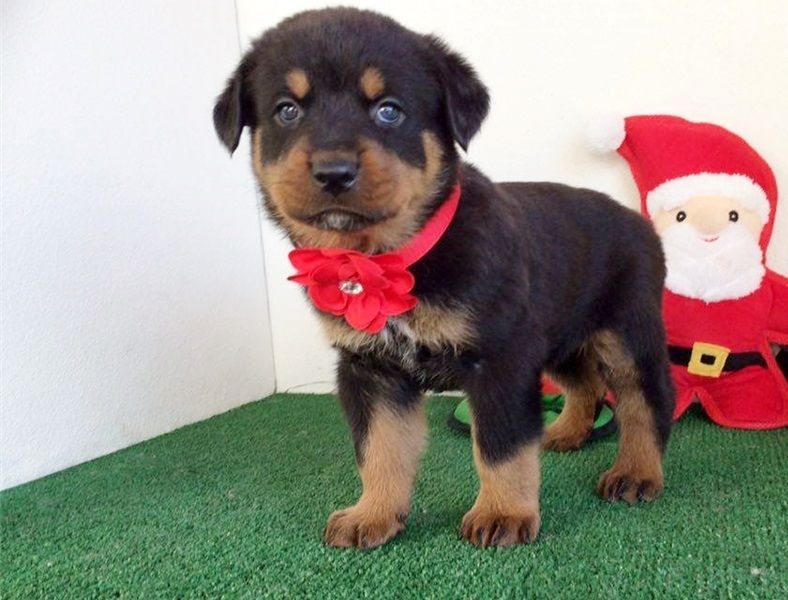  REGALO Cuccioli di rottweiler 1 femmine e un maschietto.