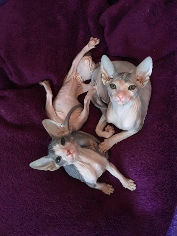 Gattini di Sphynx   ( Gratis )