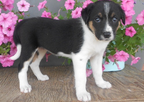  adorabili cuccioli di border collie femminucce e maschietti disponibili per l'adozione gratuita