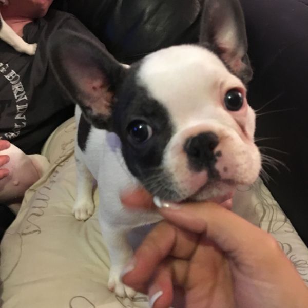  buldogue frances