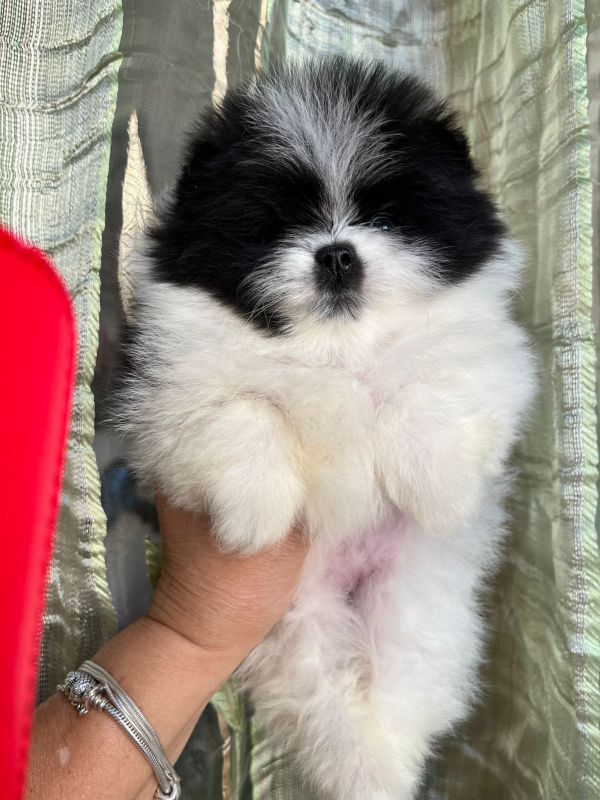Spitz nano di Pomerania 