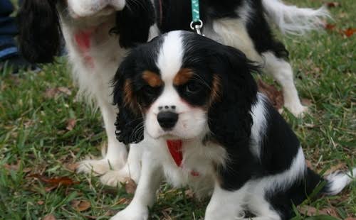Cuccioli di Cavalier King Charles Spaniel