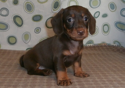  Regalo adorabili cuccioli bassotto