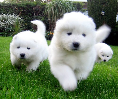  Regalo adorabili cuccioli samoiedo