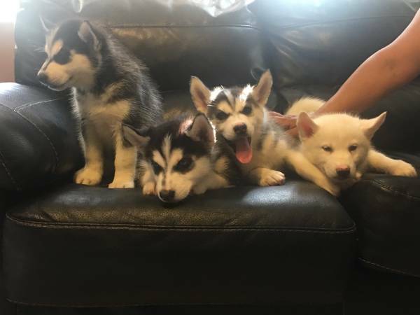 Bella e sani cuccioli di Sibarian husky per adozione (gratis)