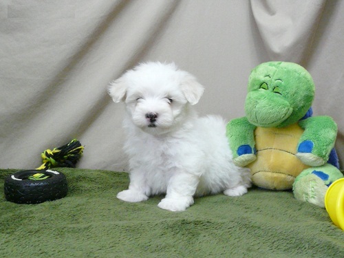  Regalo cuccioli di maltese per l'adozione