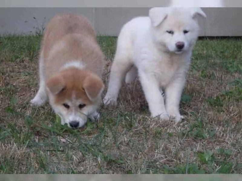  Regalo Akita Splendidi cuccioli..