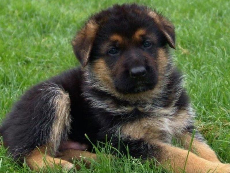  REGALO Cuccioli pastore tedesco