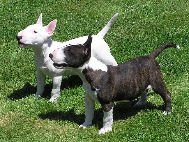  adorabili cuccioli di bull terrier femminucce e maschietti in regalo