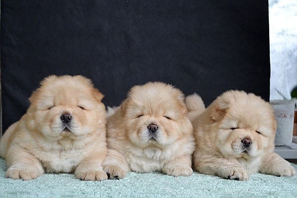 Bella e sani cuccioli di CHOW  CHOW per adozione (gratis)