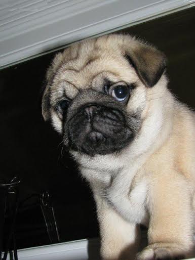  Bellissimi cuccioli carlino